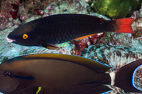 Scarus tricolor (Tricolor Parrotfish)