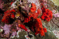 Pione vastifica (Red Boring Sponge)