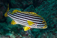Plectorhinchus vittatus (Oriental Sweetlips)