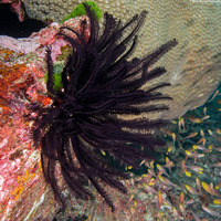 Anneissia bennetti (Bennett's Feather Star)