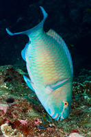 Scarus ghobban (Bluebarred Parrotfish)