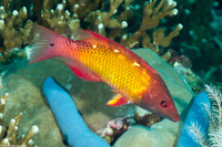 Bodianus diana (Diana's Hogfish)