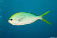 Caesio cuning (Yellowtail Fusilier)