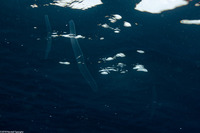 Cestum veneris (Venus's Girdle)