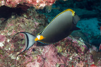 Naso elegans (Elegant Unicornfish)