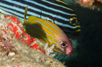 Lutjanus quinquelineatus (Five-Lined Snapper)