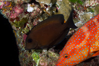Acanthurus nigrofuscus (Brown Surgeonfish)