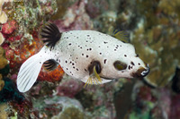Arothron nigropunctatus (Blackspotted Puffer)