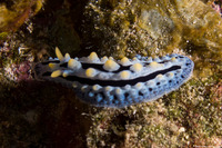 Phyllidia coelestis (Celestial Phyllidia)