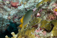 Pomacentrus lepidogenys (Scaly Damsel)