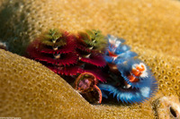 Spirobranchus sp.1 (Christmas Tree Worm)