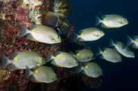 Siganus guttatus (Golden Rabbitfish)