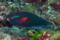Scarus niger (Dusky Parrotfish)