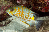Siganus guttatus (Golden Rabbitfish)
