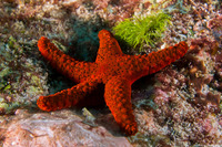 Fromia milleporella (Thousand-Pores Sea Star)