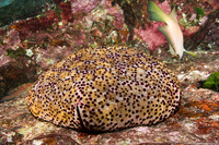 Culcita schmideliana (Spiny Cushion Star)