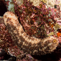 Pearsonothuria graeffei (Blackspotted Sea Cucumber)