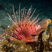 Pterois antennata (Spotfin Lionfish)
