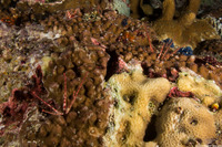 Amphiuridae sp.1 (Burrowing Brittle Star)