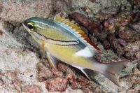 Scolopsis bilineata (Bridled Monocle Bream)