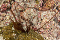 Comanthus parvicirrus (Common Crevice Feather Star)