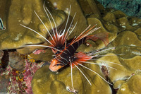 Pterois radiata (Clearfin Lionfish)