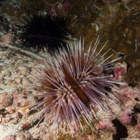 Echinothrix calamaris (Double-Spined Urchin)