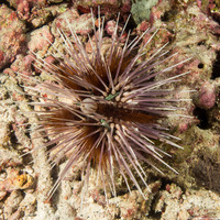 Echinothrix calamaris (Double-Spined Urchin)