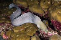 Gymnothorax javanicus (Giant Moray)