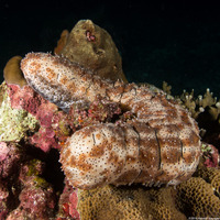 Pearsonothuria graeffei (Blackspotted Sea Cucumber)