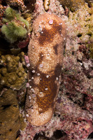 Bohadschia sp.1 (Bohadschia sp.1)