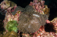 Heteractis magnifica (Magnificent Sea Anemone)
