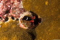 Lamarcka ventricosa (Ventricose Ark Clam)