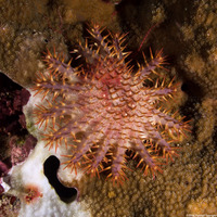 Acanthaster planci (Indian Crown-of-Thorns Star)