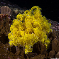 Anneissia bennetti (Bennett's Feather Star)