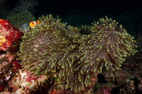 Heteractis magnifica (Magnificent Sea Anemone)