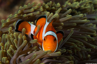 Amphiprion ocellaris (False Clown Anemonefish)