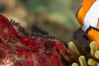 Amphiprion ocellaris (False Clown Anemonefish)