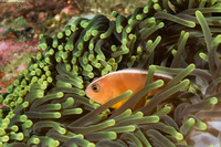 Amphiprion akallopisos (Skunk Anemonefish)