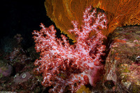 Dendronephthya sp.1 (Dendronephthya)