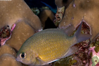 Chromis cinerascens (Green Chromis)