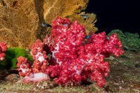 Dendronephthya sp.1 (Dendronephthya)