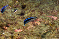 Labroides dimidiatus (Bluestreak Cleaner Wrasse)