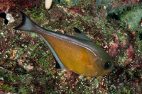 Pempheris vanicolensis (Vanikoro Sweeper)