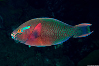 Scarus niger (Dusky Parrotfish)