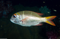 Monotaxis heterodon (Redfin Bream)