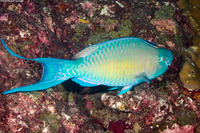 Scarus ghobban (Bluebarred Parrotfish)