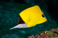 Forcipiger flavissimus (Common Longnose Butterflyfish)