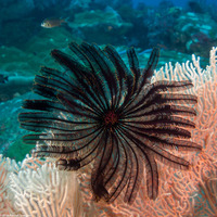 Stephanometra indica (Indian Feather Star)