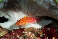 Cirrhitichthys oxycephalus (Pixy Hawkfish)